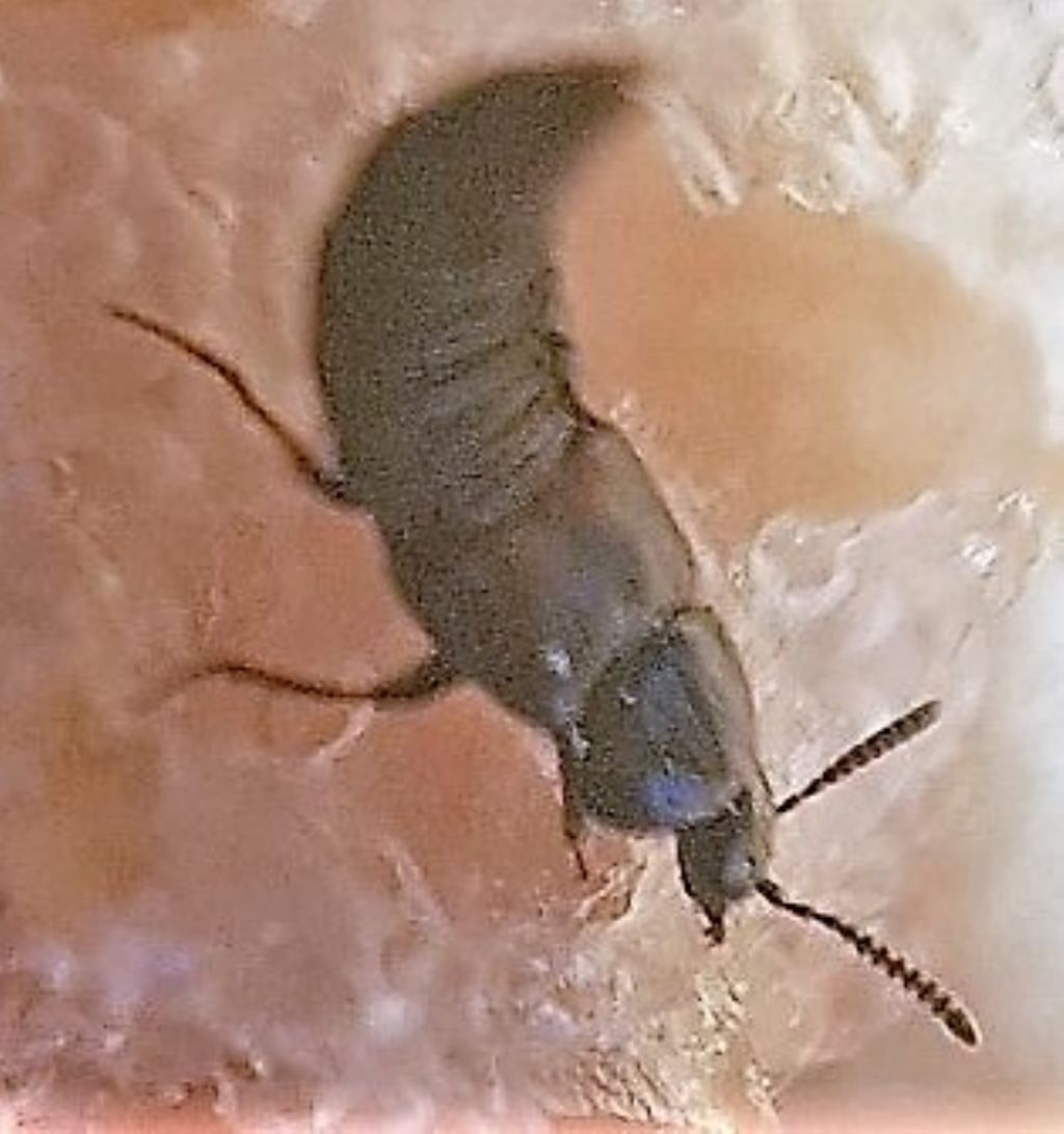 Stafilinidae: cfr.  Aleochara (Coprochara) bipustulata